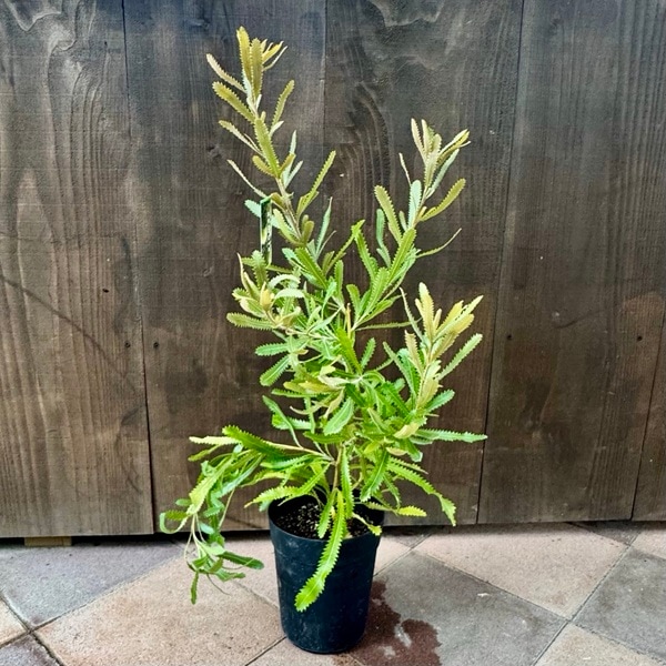 観葉植物 鉢花 苗：バンクシア アエムラ*ウォルムバンクシア 6号