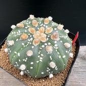 ܥƥ󡧥ȥեĥ  *7cmʡʸ¤