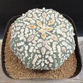 ܥƥ󡧥ȥեĥ  *6.5cmʡʸ¤