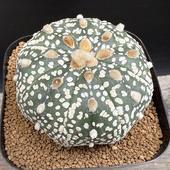 ܥƥ󡧥ȥեĥ  *6.5cmʡʸ¤