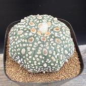 ܥƥ󡧥ȥեĥ  *7cmʡʸ¤