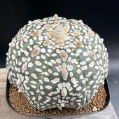 ܥƥ󡧥ȥեĥ  *8cmʡʸ¤