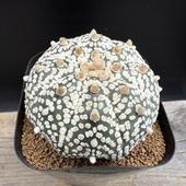 ܥƥ󡧥ȥեĥ  *7cmʡʸ¤