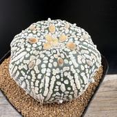 ܥƥ󡧥ȥեĥ  *6cmʡʸ¤