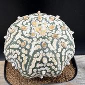 ܥƥ󡧥ȥեĥ  *7cmʡʸ¤