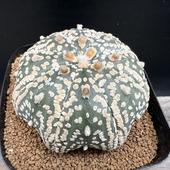 ܥƥ󡧥ȥեĥ  *6.5cmʡʸ¤