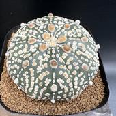 ܥƥ󡧥ȥեĥ  *6.5cmʡʸ¤