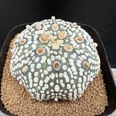 ܥƥ󡧥ȥեĥ  *6cmʡʸ¤