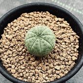 ¿ʪ桼եӥ ȥꥫ*SS1.5־