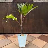 ���տ�ʪ���ȥå���䥷 ���� ��*�򥻥饢����ȭ�������緿��ޥ���