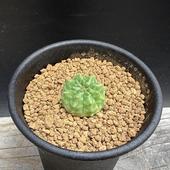 ���ò���¿����ʪ���桼�ե���ӥ� ����ե���ߥ�*SS����2���