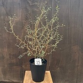 ������� ���տ�ʪ�����ե��� ��ȥ�٥��ӡ�*5�� �ߥ����ե���  ���إ����