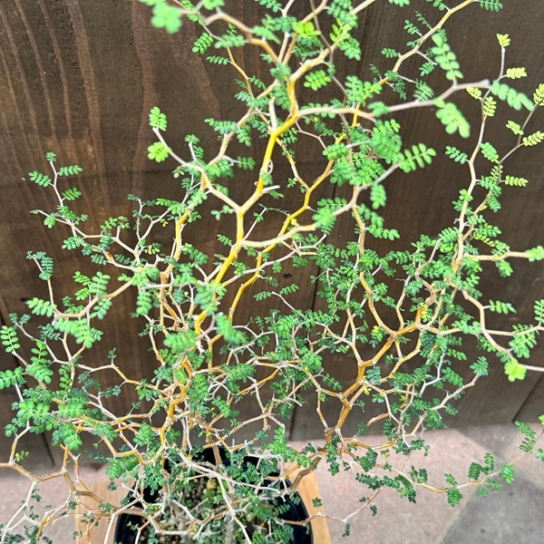 おしゃれ 観葉植物：ソフォラ リトルベイビー*5号 ミクロフィラ