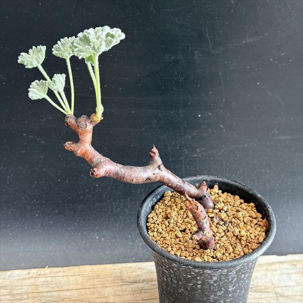 ペラルゴニウム　ミラビレ　発根済 African bonsai】Rooting management of Pelargonium mirabile
