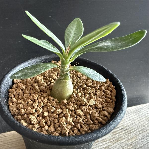 コーデックス：パキポディウム サキュレンタム*ミニ 塊根幅1.2cm