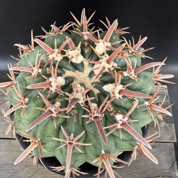 サボテン　綾波　ホマロケファラ ☆特価☆サボテン：ホマロケファラ 綾波*幅14cm 現品！一品限り