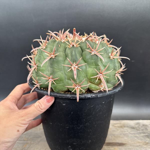 ☆特価☆サボテン：ホマロケファラ 綾波*幅14cm 現品！一品限り