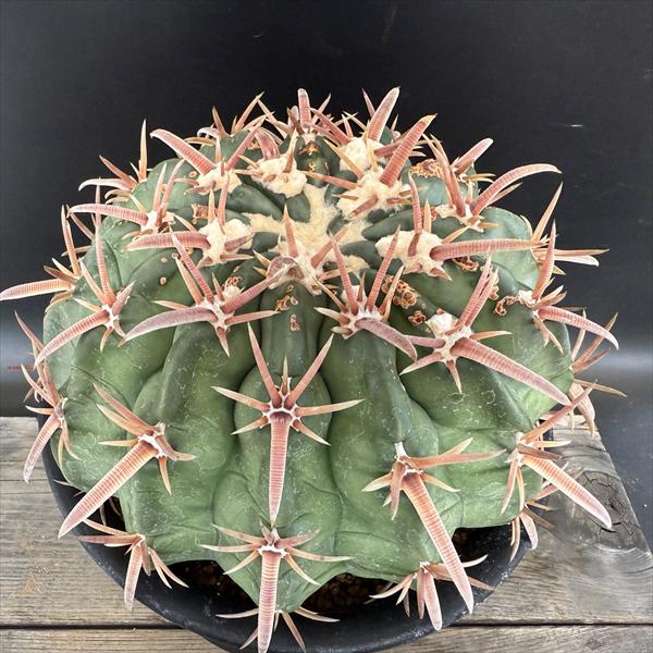 サボテン　ホマロケファラ　綾波錦 楽天市場】サボテン：ホマロケファラ 複稜王綾波*幅16cm 現品