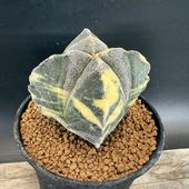 ���ܥƥ󡧥����ȥ��ե��ĥࡡ�ͳ���˱�̶ӡ�����*��7��������ʡ����ʸ¤�