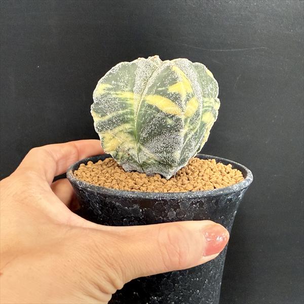 サボテン：アストロフィツム 四角鸞鳳玉錦 実生*幅7cm 現品！一品