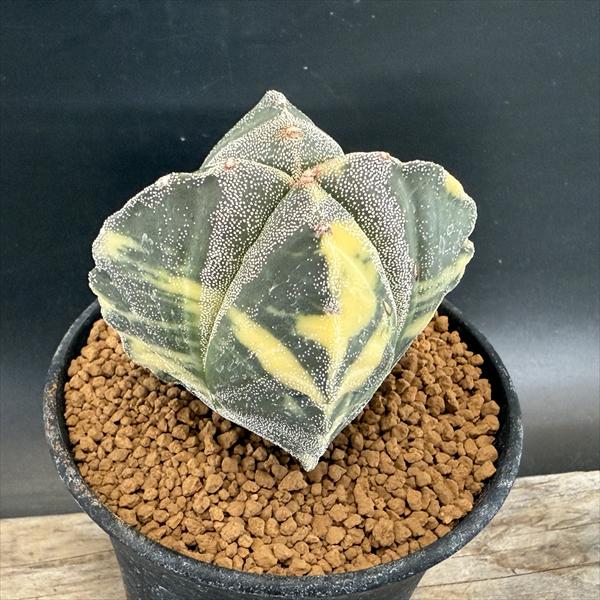 希少　四角鸞鳳玉錦　大株　古木　【全幅10.5cm】　アストロフィツム Astrophytum myriostigma アストロフィツム 四角ランポー玉錦 四角鸞鳳