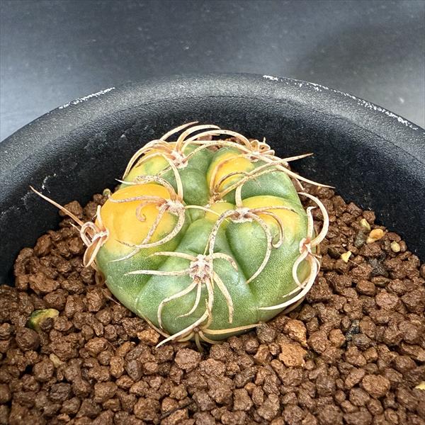 òܥƥ󡧥Υꥭࡡݶ*4cmʡʸ¤ꡡ־