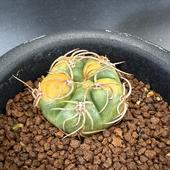 ���ò������ܥƥ󡧥���Υ��ꥭ���ࡡ�����ݶ�*��4cm�����ʡ����ʸ¤ꡡ���־�����