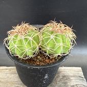 ���ܥƥ󡧥ե��������������������ϡߥ�����̡�2������*��5��������ʡ����ʸ¤ꡡ���־�����