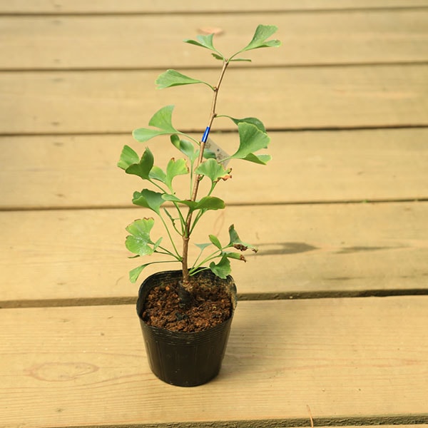 苗：いちょう 白斑*イチョウ 銀杏 | 新着商品,新入荷苗・再入荷苗