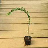 ġᥬͥʥ *  ᤬ͤʤ ޥޥʥ