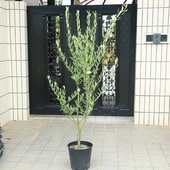 �������ڡ����ڡ����꡼�֡ʥߥå������������¿���8��ݥåȿ�����*����140��� ���ʸ¤� ��ޥ���ȯ��