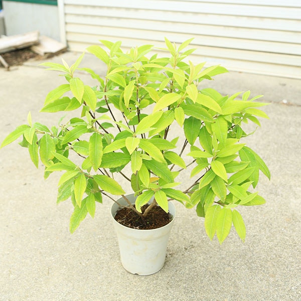 ���ڡ����� �ϡ��֡�����ޡ��ȥ롡����ݥå�*���դ��饷�ȥ饹�ϤΤ���䤫�ʹ��