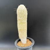 ���ܥƥ󡧥����ݥ��ȥ� Ϸ��*��6cm