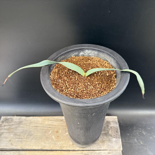 ¿ʪ륦å ߥӥ ŷ*30 ʡʸ¤