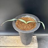 ¿����ʪ�������륦���å��� �ߥ�ӥ� ����ŷ��*��30��� ���ʡ����ʸ¤�