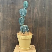 տʪ쥵ܥƥ ֥ ȭ *ʤϤ 䥷 BOTANY 