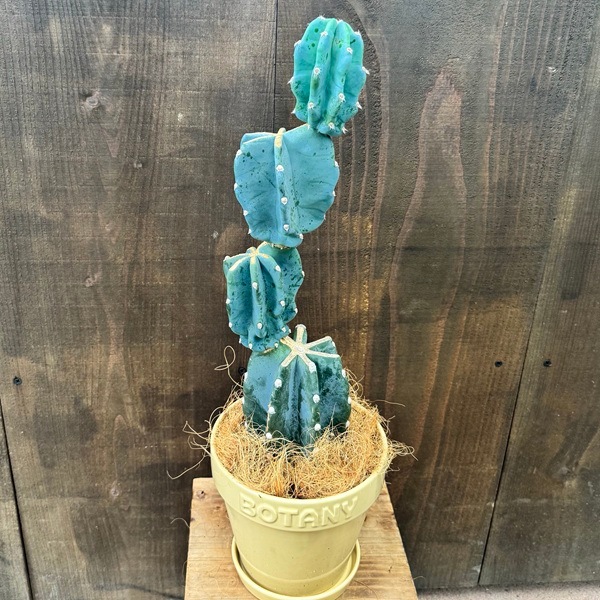 観葉植物：柱サボテン ブランチ 鉢植え 受皿付*現品をお届け ココヤシ