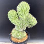 ���ܥƥ󡧥ȥꥳ���쥦�����ѥ���Υ��ֲ�������*��15cm�����ʡ����ʸ¤�