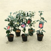 ���ڡ����ڡ��ġ���֡��ĤФ� �ĥХ���ľ�ġ����糧�å�*�����ĥХ�����