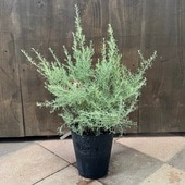 ���� ���տ�ʪ������ӥ쥢 ����ߥ�*6�� ���������ץ��� Grevillea 'Poorinda Illumina'