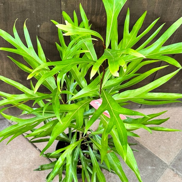 花苗 観葉植物：グレビレア ゴールド*5号 バイレヤナ バイレアナ