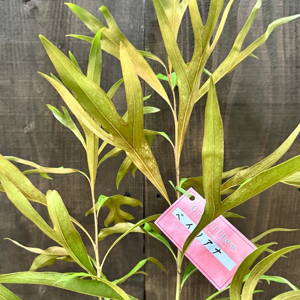 花苗 観葉植物：グレビレア ゴールド*5号 バイレヤナ バイレアナ