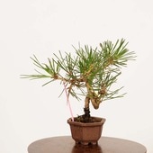 �ߺϡ����Ϲ���*���� ����ʪ �����ޤġ������ޥġ�Kuromatsu bonsai �ߥ��ߺ�