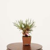 �ߺϡ����Ϲ���*���� ����ʪ �����ޤġ������ޥġ�Kuromatsu bonsai �ߥ��ߺ�