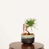 �ߺϡ����Ϲ���*���� ����ʪ �����ޤġ������ޥġ�Kuromatsu bonsai �ߥ��ߺ�