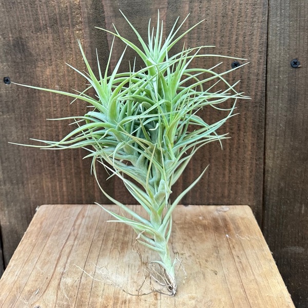 おしゃれ 観葉植物 エアープランツ：チランジア ベルゲリ* | 観葉植物