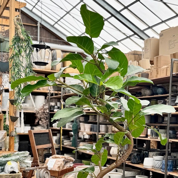 おしゃれ 観葉植物：フィカス アフリカンプリンス*鉢カバー 現品 2箱で