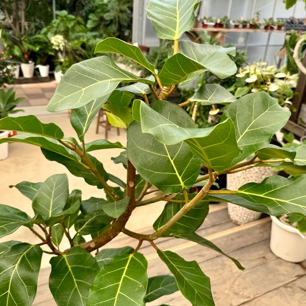 おしゃれ 観葉植物：フィカス アフリカンプリンス*鉢カバー 現品 2箱で