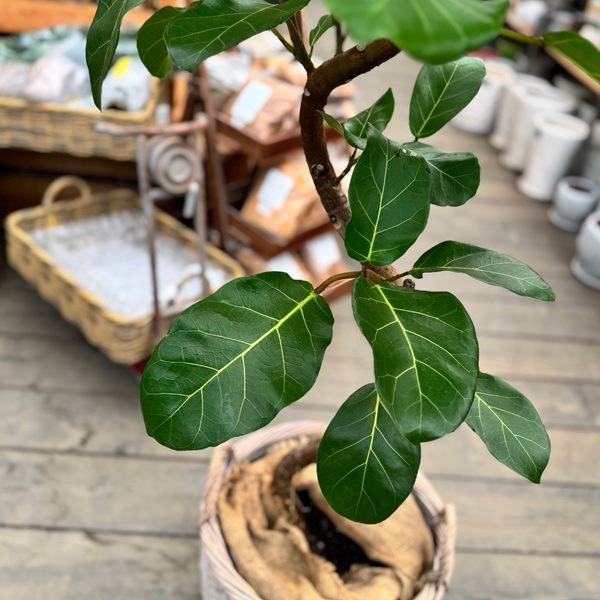 【引取希望】フィカス　アフリカンプリンス　2mグラスファイバー鉢カバーセット おしゃれ 観葉植物：フィカス アフリカンプリンス*鉢カバー 現品 2箱で