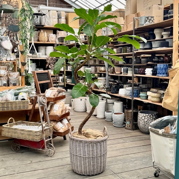 【限定特価】フィカス アフリカンプリンス9号鉢 170cm アートストーンポット 限定特価】フィカス アフリカンプリンス9号鉢 170cm アートストーンポット